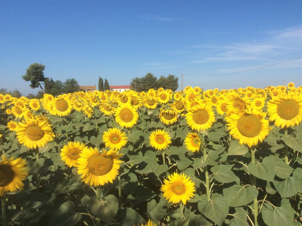 Podere Girasoli Пьомбино Екстериор снимка